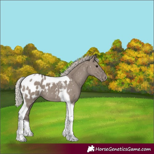 Horse Color:Silver Grullo Tobiano Appaloosa 