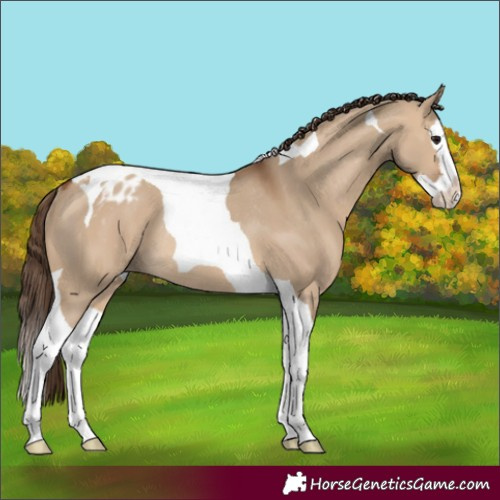 Horse Color:Bay Dun Splash Tobiano Appaloosa Rabicano 