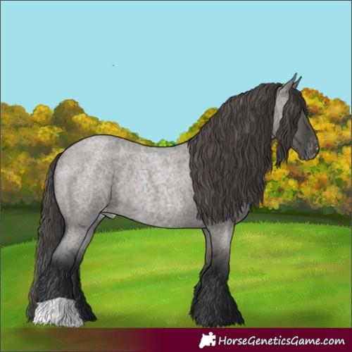 Horse Color:Grullo Roan Appaloosa Rabicano 