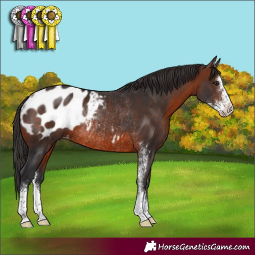 Horse Color:Brown Sabino Appaloosa Rabicano 