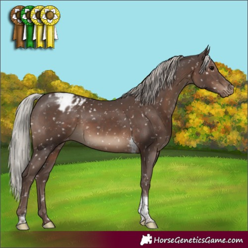 Horse Color:Silver Black Tobiano Appaloosa Rabicano