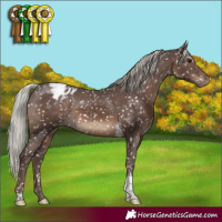 Horse Color:Silver Black Tobiano Appaloosa Rabicano