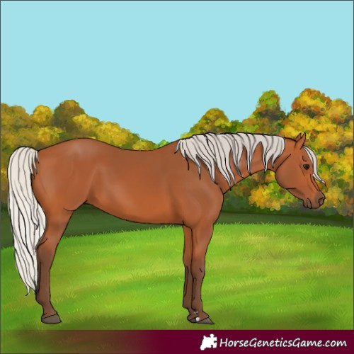Horse Color:Silver Bay 