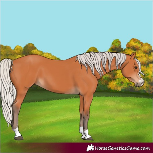 Horse Color:Silver Bay 