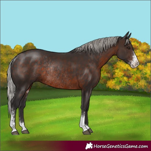 Horse Color:Silver Brown Sabino Rabicano 