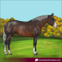 Horse Color:Silver Brown Sabino Rabicano