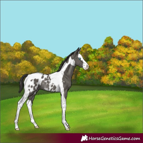 Horse Color:Grullo Splash Tobiano Appaloosa Rabicano 
