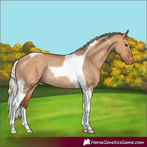 Horse Color:Silver Bay Dun Tobiano Appaloosa Rabicano 