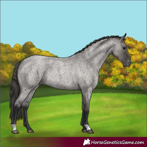 Horse Color:Grullo Roan Appaloosa Rabicano 
