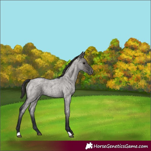 Horse Color:Grullo Roan Appaloosa Rabicano 