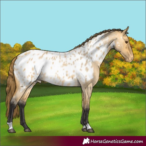 Horse Color:Buckskin Roan Dun Appaloosa Rabicano 