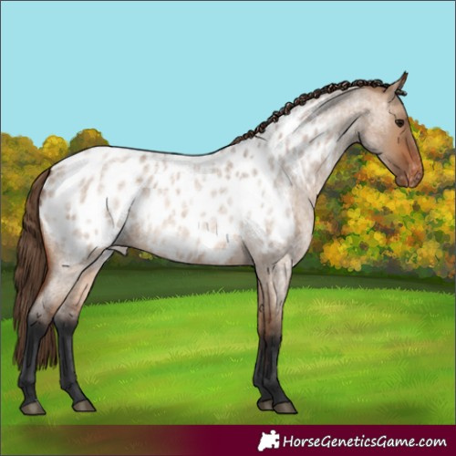 Horse Color:Bay Roan Dun Appaloosa Rabicano 