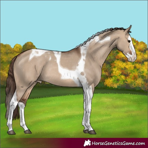 Horse Color:Brown Dun Splash Tobiano Appaloosa Rabicano 