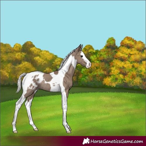 Horse Color:Silver Grullo Splash Tobiano Appaloosa Rabicano 