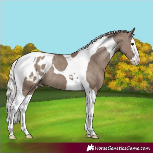 Horse Color:Silver Grullo Splash Tobiano Appaloosa Rabicano 