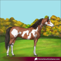 Horse Color:Bay Sabino Rabicano and Bay Sabino Frame Rabicano