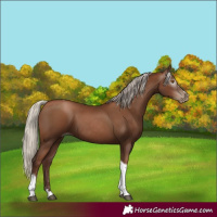 Horse Color:Gray Silver Black Pearl Tobiano