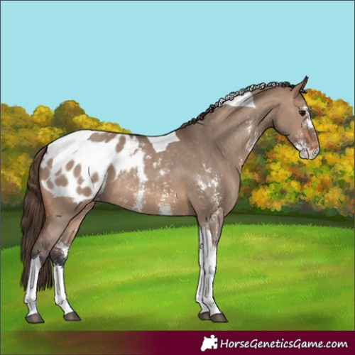 Horse Color:Brown Dun Sabino Tobiano Appaloosa 