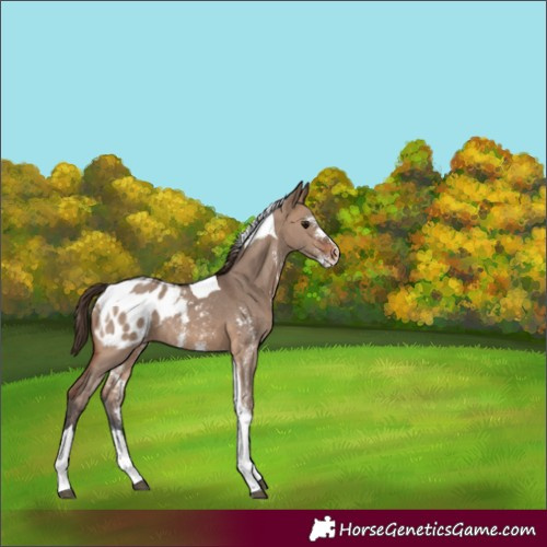 Horse Color:Brown Dun Sabino Tobiano Appaloosa 