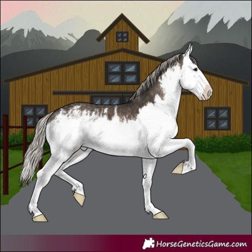 Horse Color:White Spotted Silver Smoky Black Splash