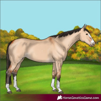 Horse Color:Bay Dun 