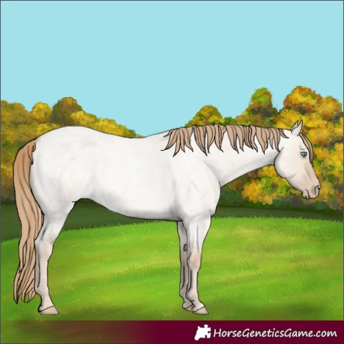 Horse Color:Perlino Roan Dun 