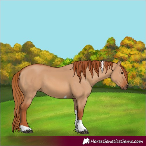 Horse Color:Red Dun Tobiano 