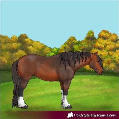 Horse Color:Bay Tobiano 
