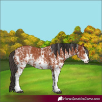 Horse Color:Bay Sabino Rabicano and Bay Sabino Rabicano