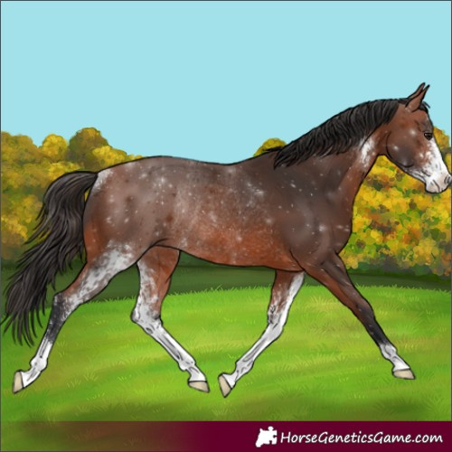 Horse Color:Bay Sabino Rabicano 