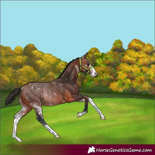 Horse Color:Bay Sabino Rabicano 