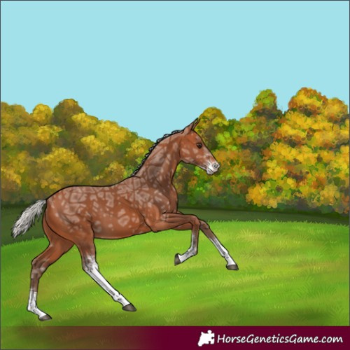 Horse Color:Silver Bay Ice Sabino 