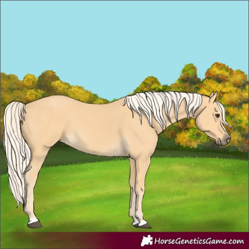 Horse Color:Palomino 
