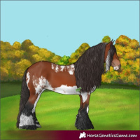 Horse Color:Bay Sabino Rabicano and Bay Rabicano