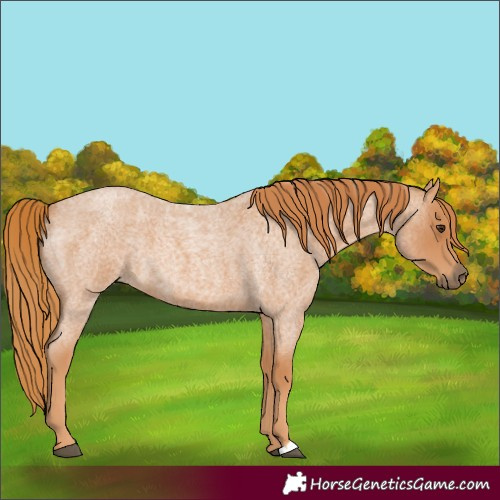 Horse Color:Red Roan 