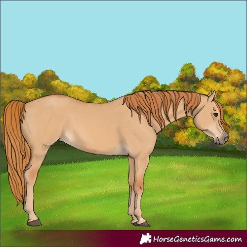 Horse Color:Red Dun