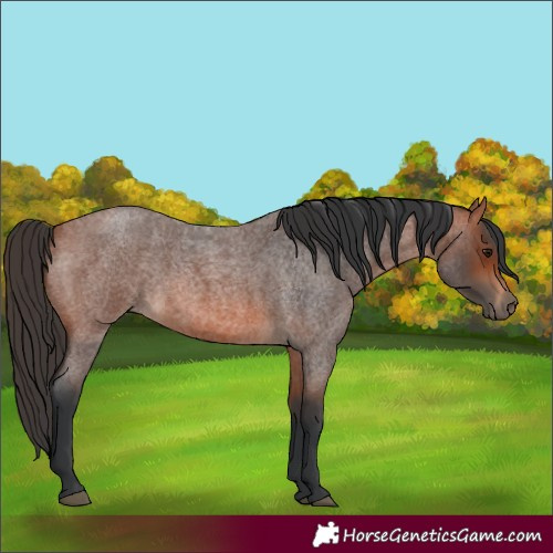 Horse Color:Bay Roan 