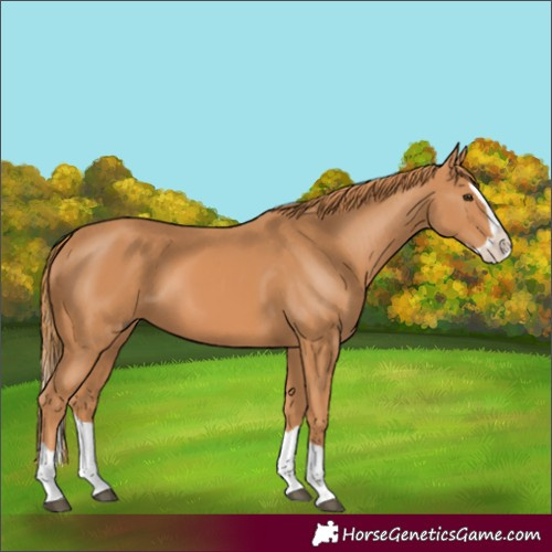 Horse Color:Chestnut Splash 