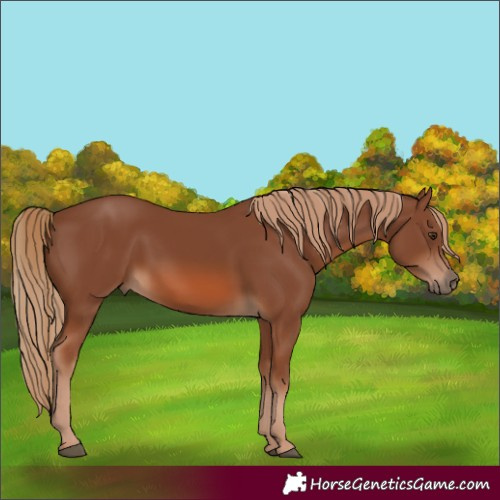 Horse Color:Chestnut 