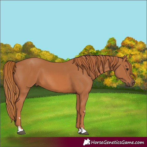 Horse Color:Chestnut 