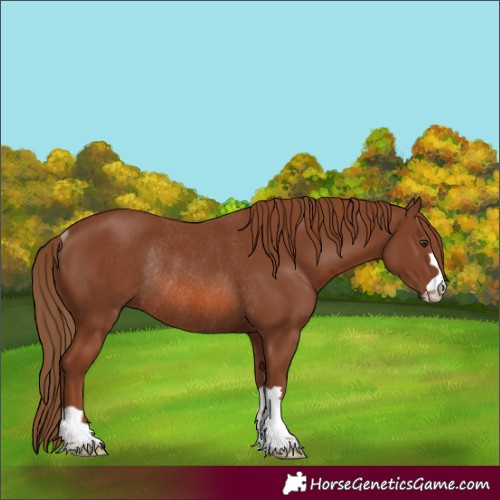Horse Color:Chestnut Rabicano