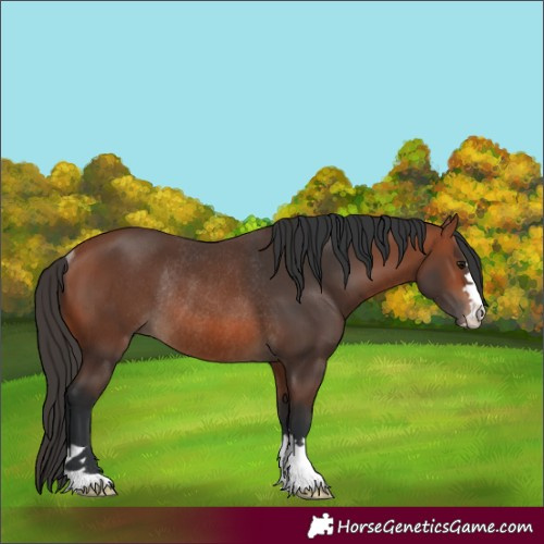 Horse Color:Bay Rabicano 