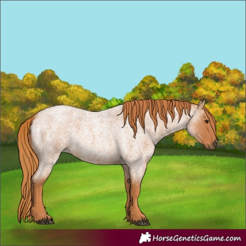 Horse Color:Red Roan