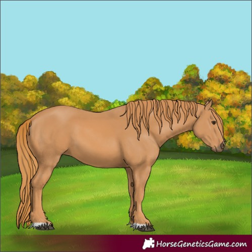 Horse Color:Chestnut 