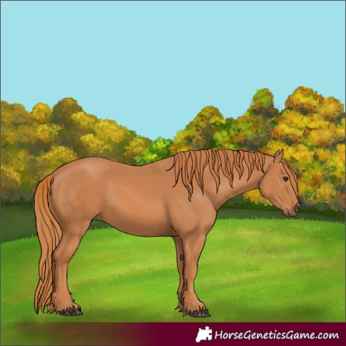 Horse Color:Chestnut 