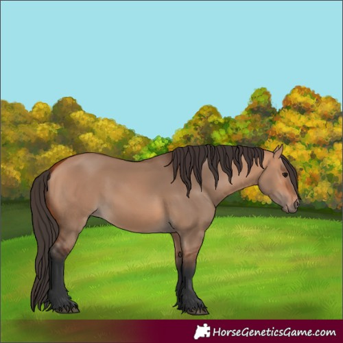 Horse Color:Bay Dun 