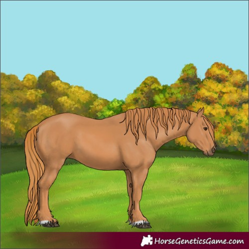 Horse Color:Chestnut 