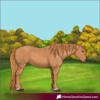 Horse Color:Chestnut 