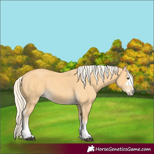 Horse Color:Palomino 