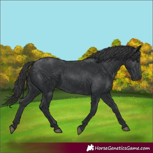 Horse Color:Black 